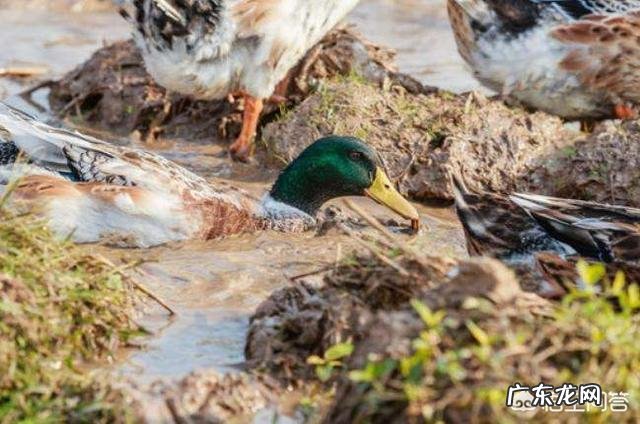 请问鸭子的颈部有一圈白色羽毛是什么品种鸭?