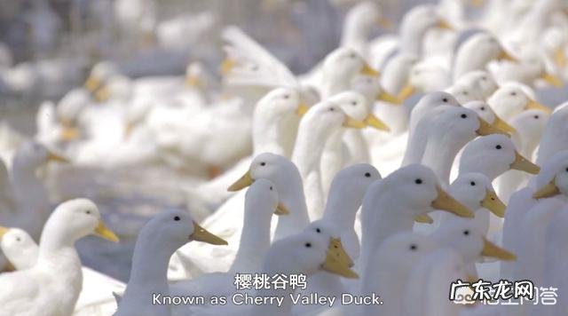 请问鸭子的颈部有一圈白色羽毛是什么品种鸭?