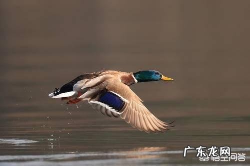 请问鸭子的颈部有一圈白色羽毛是什么品种鸭?