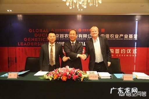 请问鸭子的颈部有一圈白色羽毛是什么品种鸭?