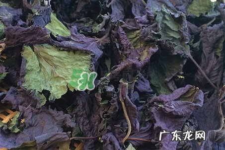 紫苏叶泡脚适合哪些人_紫苏叶泡脚不适合哪些人