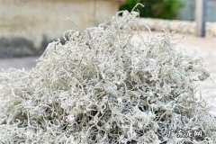 莓茶伤肾吗 莓茶胃寒的人能喝吗