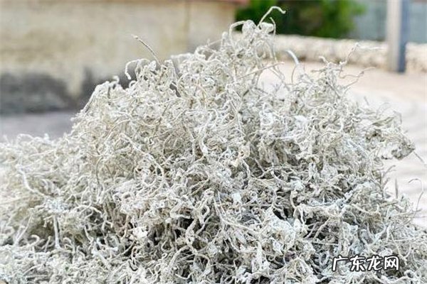 莓茶伤肾吗 莓茶胃寒的人能喝吗