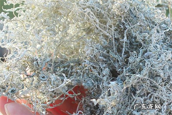 莓茶可以减肥吗 莓茶可以天天喝吗