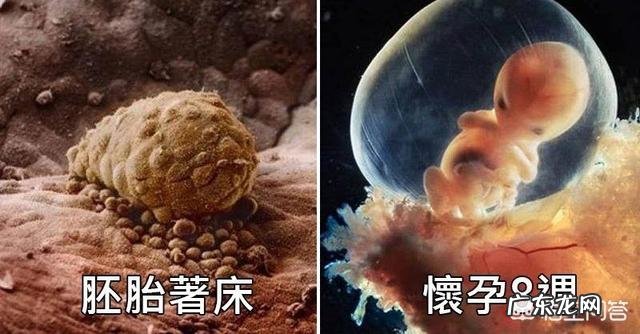 老婆怀孕了,早孕期间还可以上班,该注意哪些问题呢?