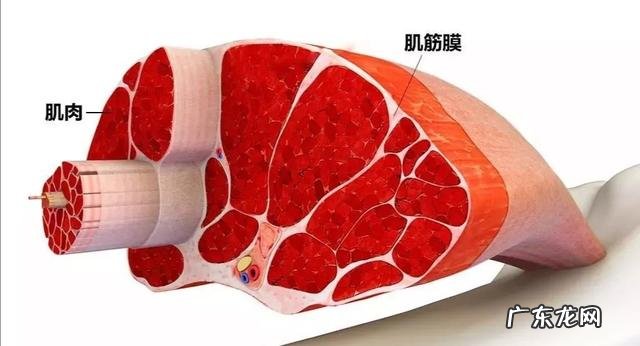 用泡沫轴滚小腿是不是真的能瘦小腿块状肌肉?