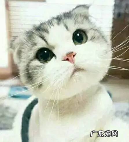 柠檬枫糖排毒法 枫糖柠檬减肥法