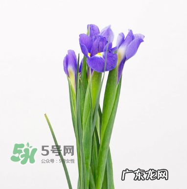 鲜花怎么保存时间长 鲜花怎么保鲜