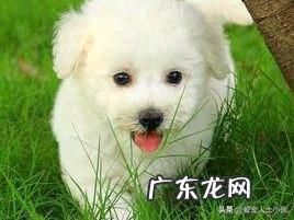 你觉得养什么狗能帮助减肥?