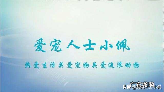 你觉得养什么狗能帮助减肥?