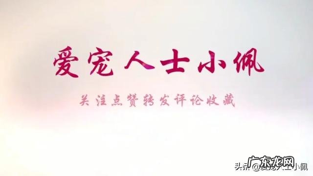 你觉得养什么狗能帮助减肥?