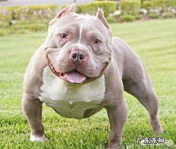 你觉得养什么狗能帮助减肥？