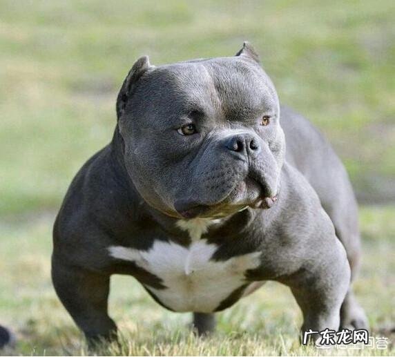 你觉得养什么狗能帮助减肥？