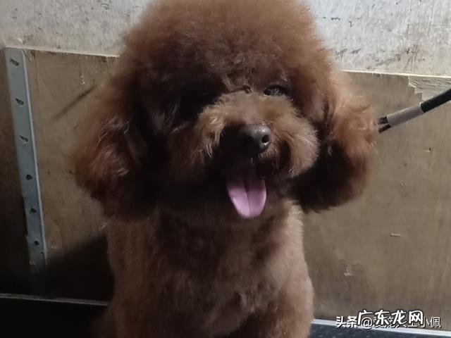 你觉得养什么狗能帮助减肥?