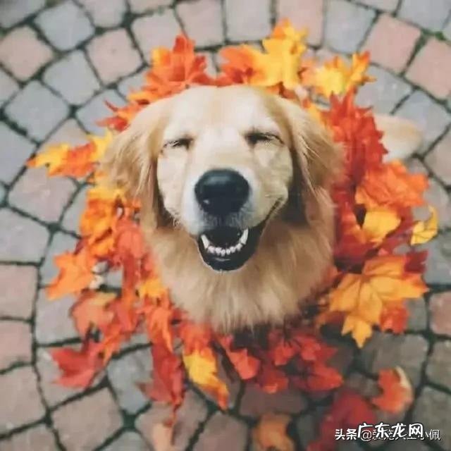 你觉得养什么狗能帮助减肥?