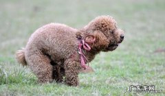 小型泰迪狗8个月零10天了，每天的大小便要好多次，这正常吗？