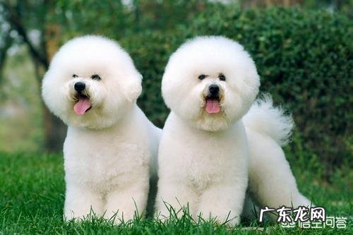 小型泰迪狗8个月零10天了,每天的大小便要好多次,这正常吗?