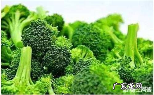 小型泰迪狗8个月零10天了,每天的大小便要好多次,这正常吗?