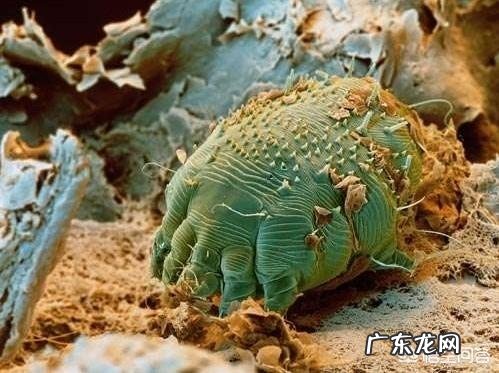 猫拉屎有白色的虫子怎么办？