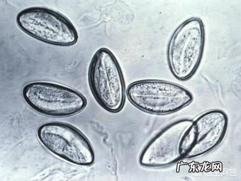 猫拉屎有白色的虫子怎么办？