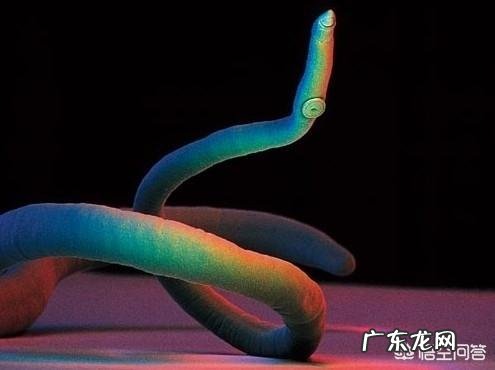 猫拉屎有白色的虫子怎么办？