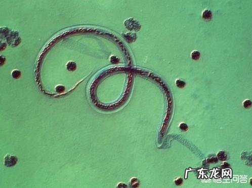 猫拉屎有白色的虫子怎么办?