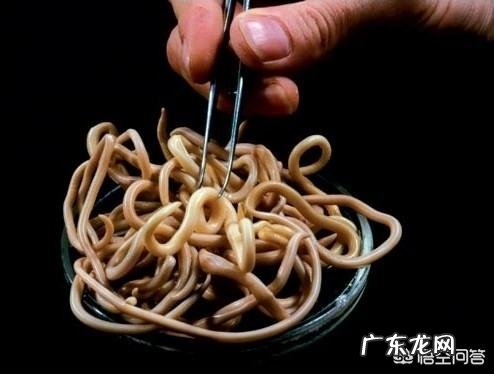 猫拉屎有白色的虫子怎么办？