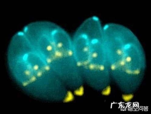 猫拉屎有白色的虫子怎么办?