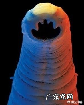 猫拉屎有白色的虫子怎么办？