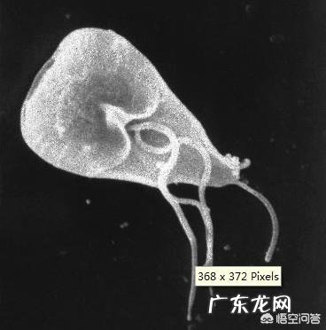 猫拉屎有白色的虫子怎么办？