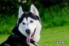 哈士奇的标准体重和肩高是多少？