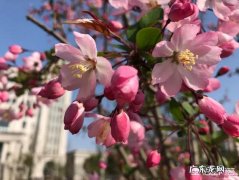 早上吃完早餐再去睡觉还是睡到中午再吃早餐