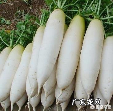 冬天多吃萝卜的好处有哪些?