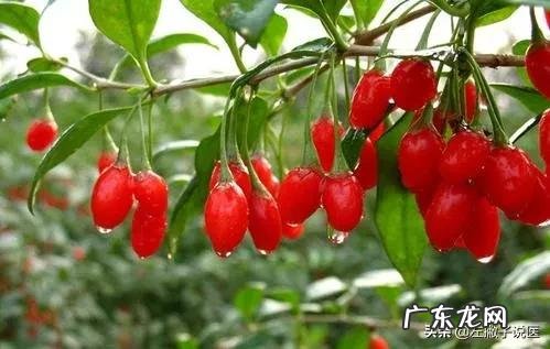 枸杞怎么吃才能健康有营养？