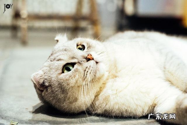 狗狗太胖了要怎么减 狗狗太胖了怎么办,有什么危害呢?