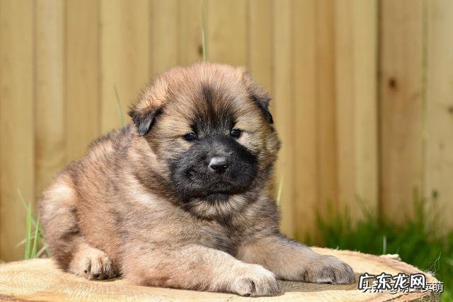 狗狗太胖了要怎么减 狗狗太胖了怎么办,有什么危害呢?