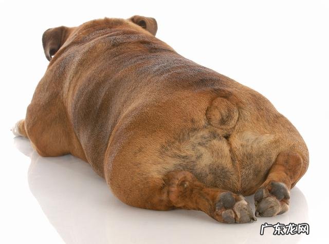 狗狗太胖了要怎么减 狗狗太胖了怎么办,有什么危害呢?