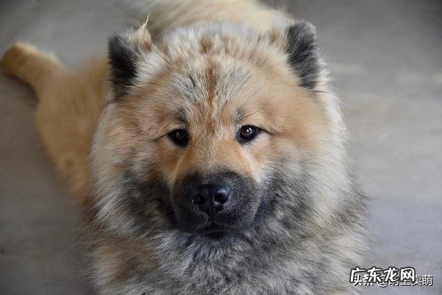 狗狗太胖了要怎么减 狗狗太胖了怎么办,有什么危害呢?