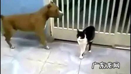 哪种家猫打得过我国的狸花猫为什么