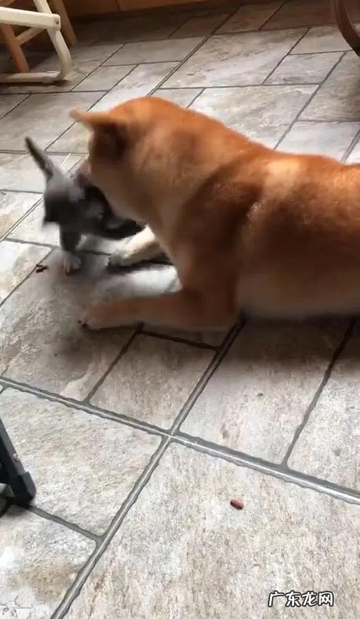 哪种家猫打得过我国的狸花猫为什么