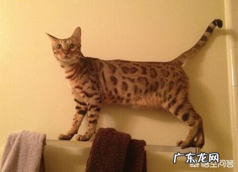 哪种家猫打得过我国的狸花猫为什么