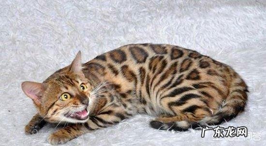 哪种家猫打得过我国的狸花猫为什么