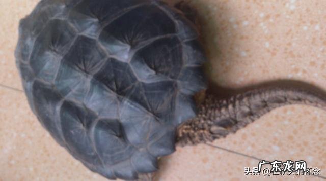 养鳄龟的注意事项都有些什么呢？ 养殖鳄龟要注意什么