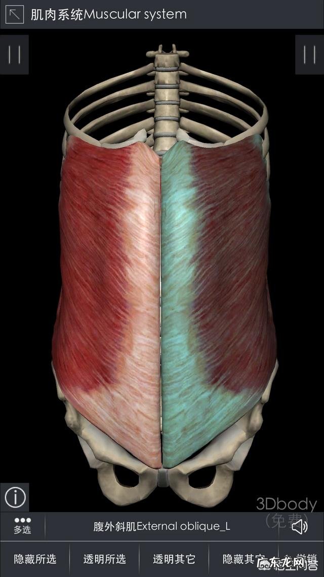 硬拉和深蹲能练到腹肌吗？