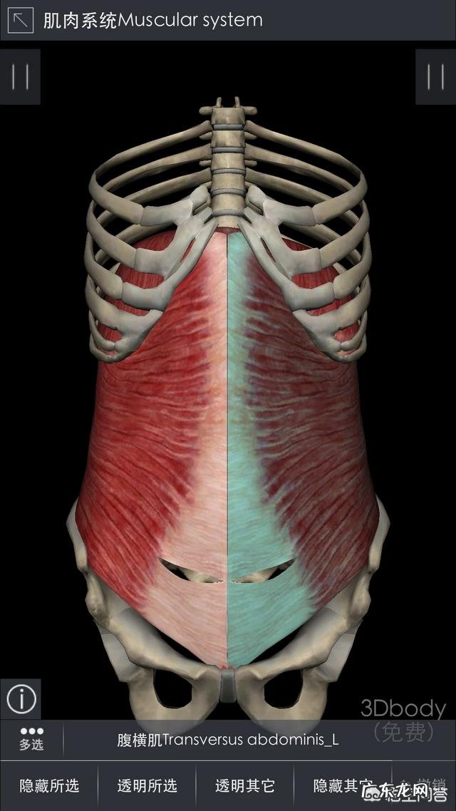 硬拉和深蹲能练到腹肌吗？