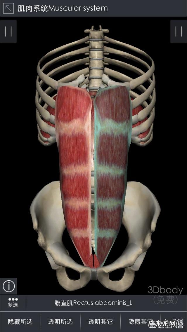 硬拉和深蹲能练到腹肌吗？