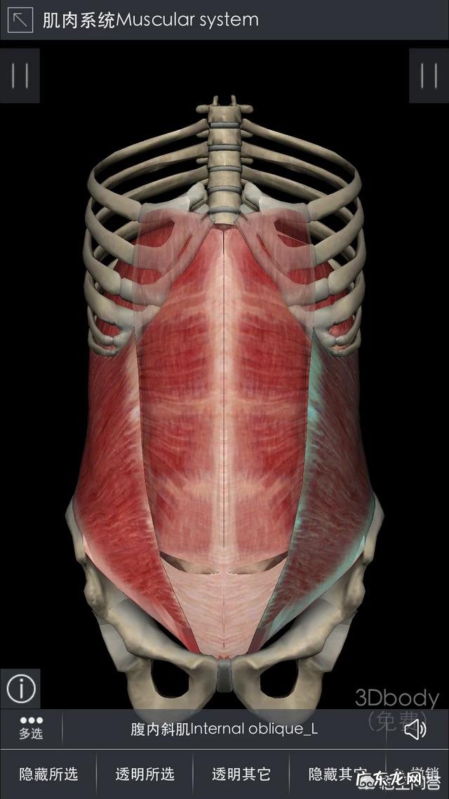 硬拉和深蹲能练到腹肌吗？