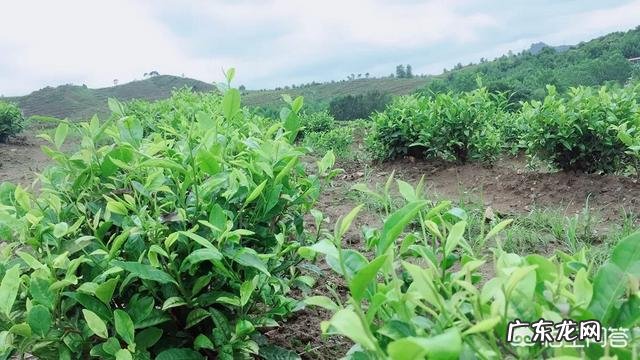 白茶哪种好喝 哪个品牌的白茶好喝