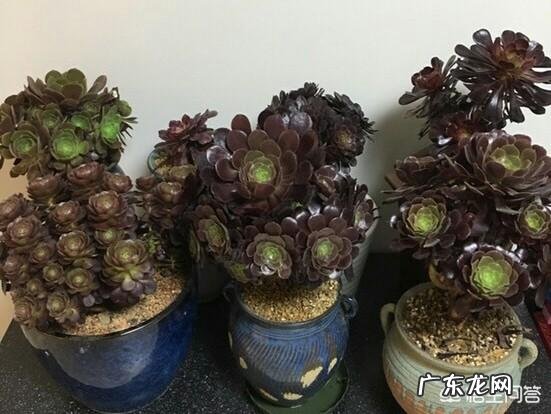 多肉植物法师休眠期几个月