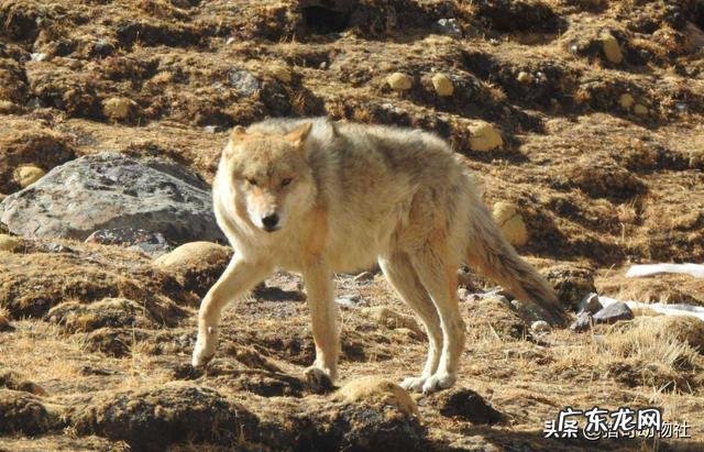 老虎、黑熊斗得过群狼吗？